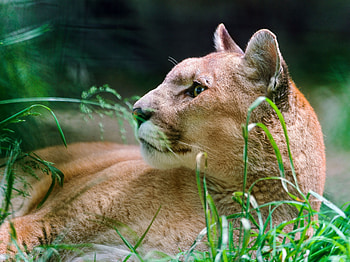 Animals, Grass, Puma, To Lie Down, Lie, Muzzle, Predator HD wallpaper