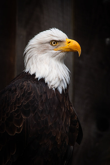 Eagle, Animals, Feather, Bird, Beak, Predator HD phone wallpaper