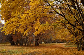 Autumn park, Field, Golden, Autumn, Trees HD wallpaper
