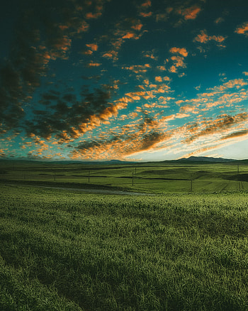 Nature, Grass, Sky, Horizon, Field HD phone wallpaper