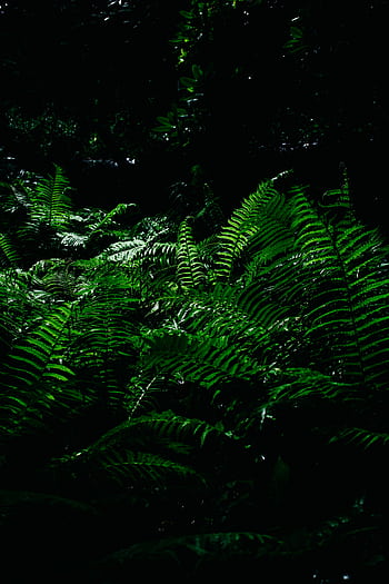 Vibrant green ferns thriving in a dimly lit forest environment, offering an aura of freshness and growth. HD phone wallpaper