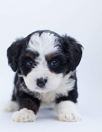 Close-up of a cute Bernedoodle puppy with fluffy fur in a studio setting. HD phone wallpaper