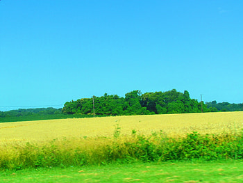 Beautiful Field In Pennsylvania, Green, Field, corn, pennsylvania HD wallpaper