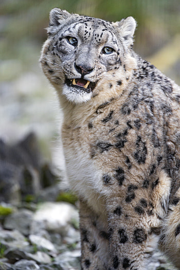 Animals, Snow Leopard, Predator, Big Cat, Stains, Spots HD phone wallpaper