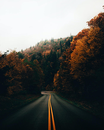 Nature, Trees, Autumn, Road, Turn HD phone wallpaper