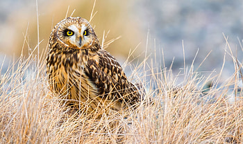 Short Eared Owl, eared, bird, owl, short HD wallpaper