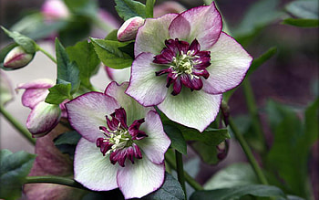 Flowers, nature HD wallpaper