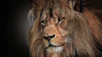Closeup View Of Lion With Stare Look In Dark Background Lion HD wallpaper