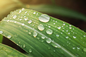 Macro shot of dew droplets on a green leaf, showcasing freshness and nature's beauty. HD wallpaper