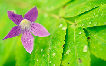 Leaves, Flower, Macro, Bud HD wallpaper