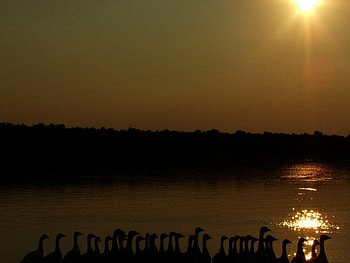 Romania-Danube Delta, danube delta, romania HD wallpaper