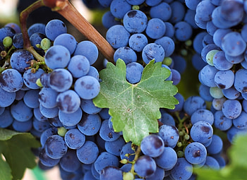 Food, Vine, Grapes, Sheet, Leaf, Branch HD wallpaper
