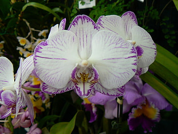 PURPLE VEINED WHITE ORCHID, purple, white, flowers, orchids HD wallpaper