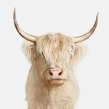 Fluffy cows, ideas, Unique visuals, Animal cuteness HD phone wallpaper