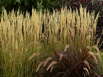 Garden Of Grass, Nature, graphy, Grass, Garden HD wallpaper