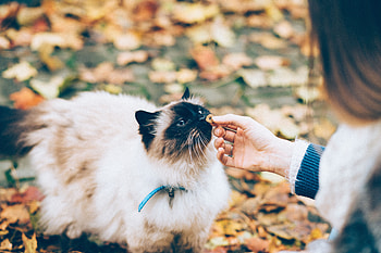 Animals, Hand, Cat, Fluffy, Care HD wallpaper
