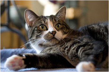 beautiful cat 2, resting, grey tiger, greeneyes, cat, beautiful HD wallpaper