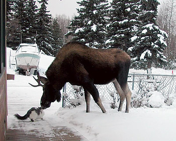 No no nO NO!! MOUSE!, moose, snow, ice HD wallpaper
