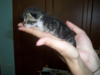 sweet baby, sweet, kitten, baby, hand, little HD wallpaper