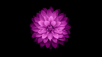 Pink flower, pink, black, skin, flower, texture, minimalistic HD wallpaper