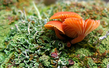 Grass, Summer, Mashrooms, Macro, Greens, Moss HD wallpaper