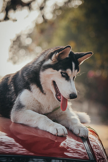 Animals, Dog, Pet, Sweetheart, Nice, Protruding Tongue, Tongue Stuck Out, Husky HD phone wallpaper