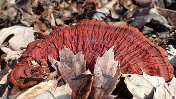 Reishi mushroom, Stress relief, Gut health, Immune support HD wallpaper