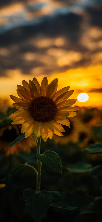 Sunflower backgrounds, , Sunflower HD phone wallpaper