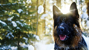 Snow, German Shepherds HD wallpaper