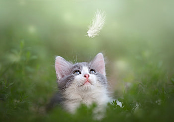 Cat, animal, kitten, kitty HD wallpaper