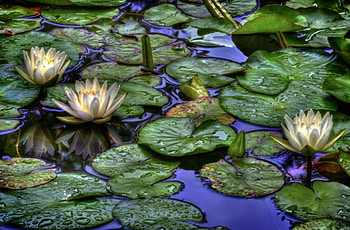 Flowers, Water, Leaves, Drops, Water Lilies, Reflection HD wallpaper