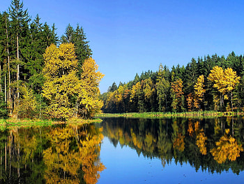 Lake Trees, reflection, , trees, beautiful, lake HD wallpaper