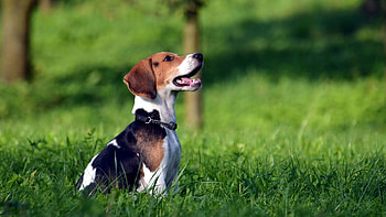 Animals, Grass, Puppy, Collar, Waiting, Expectation, Beagle HD wallpaper