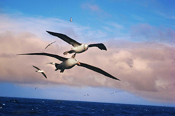 Albatross , Graceful avian species, Oceanic glider, Bird in its natural habitat HD wallpaper