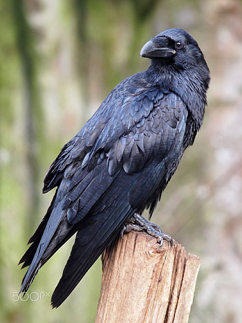 Morbid corvid ideas, Black bird, Raven art HD phone wallpaper