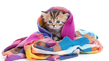 Cute, animal, feline wrap in blanket HD wallpaper