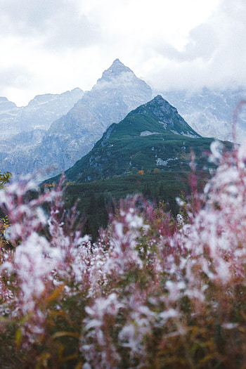 Landscape, Nature, Flowers, Mountains, Clouds, Vertex, Tops HD phone wallpaper
