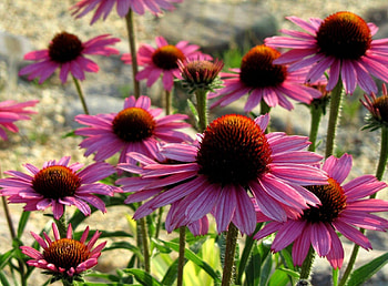 Flowers, Petals, Greens, Sunny, Echinacea HD wallpaper