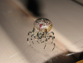 Macro, Surface, Insect, Big, Large, Spider HD wallpaper