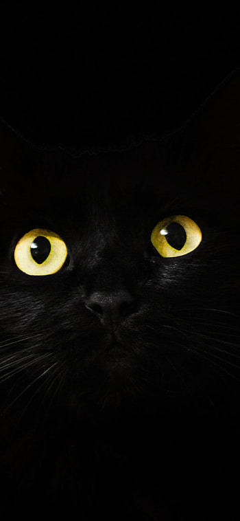 Black cat muzzle, Intense gaze, Breathtaking eyes, Striking HD phone wallpaper