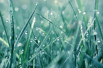 Grass, Drops, Macro, Surface, Dew HD wallpaper