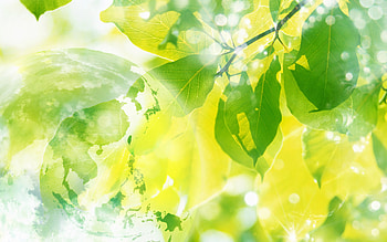 Background, Leaves HD wallpaper