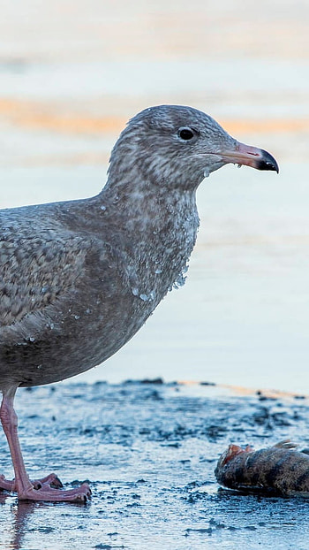 Glaucous, Larus Hyperboreus, large gull HD phone wallpaper