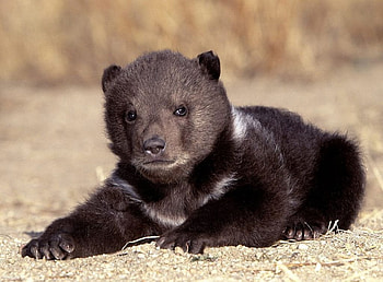 Who wants me?, animal, toy, cub, cute, little, fur, brown, bear, teddy, christmas, grizzly HD wallpaper