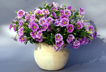 Petunia, Petunias, flowers, flower HD wallpaper