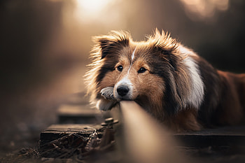 Scottish-Shepard, animal, Shepard, Dog, Scottish HD wallpaper