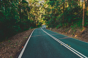 Road, Nature, Trees, Turn, Markup, Forest HD wallpaper
