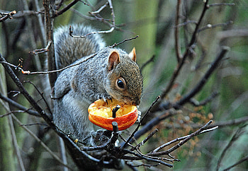 Animals, Squirrel, Food, Wood, Tree, Branches, Grey HD wallpaper