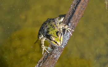 Animals, Frogs HD wallpaper