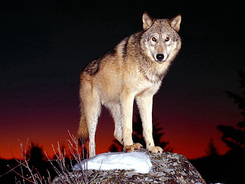 Animals, Night, Dog, Wolf, Elevation HD wallpaper